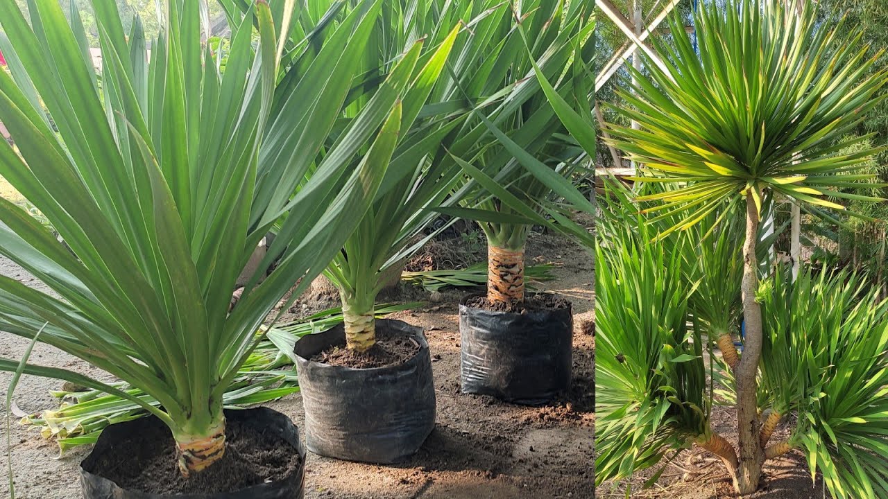 How To Propagate Yucca | Part 1| Jun's Planting Ideas