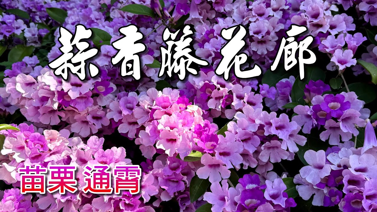 苗栗通霄蒜香藤花廊，現在正大爆發，粉紫花朵夢幻浪漫，將道路兩旁妝扮得色彩繽紛、詩情如畫，花團錦簇的風鈴小花，看了令人歡心陶醉呀