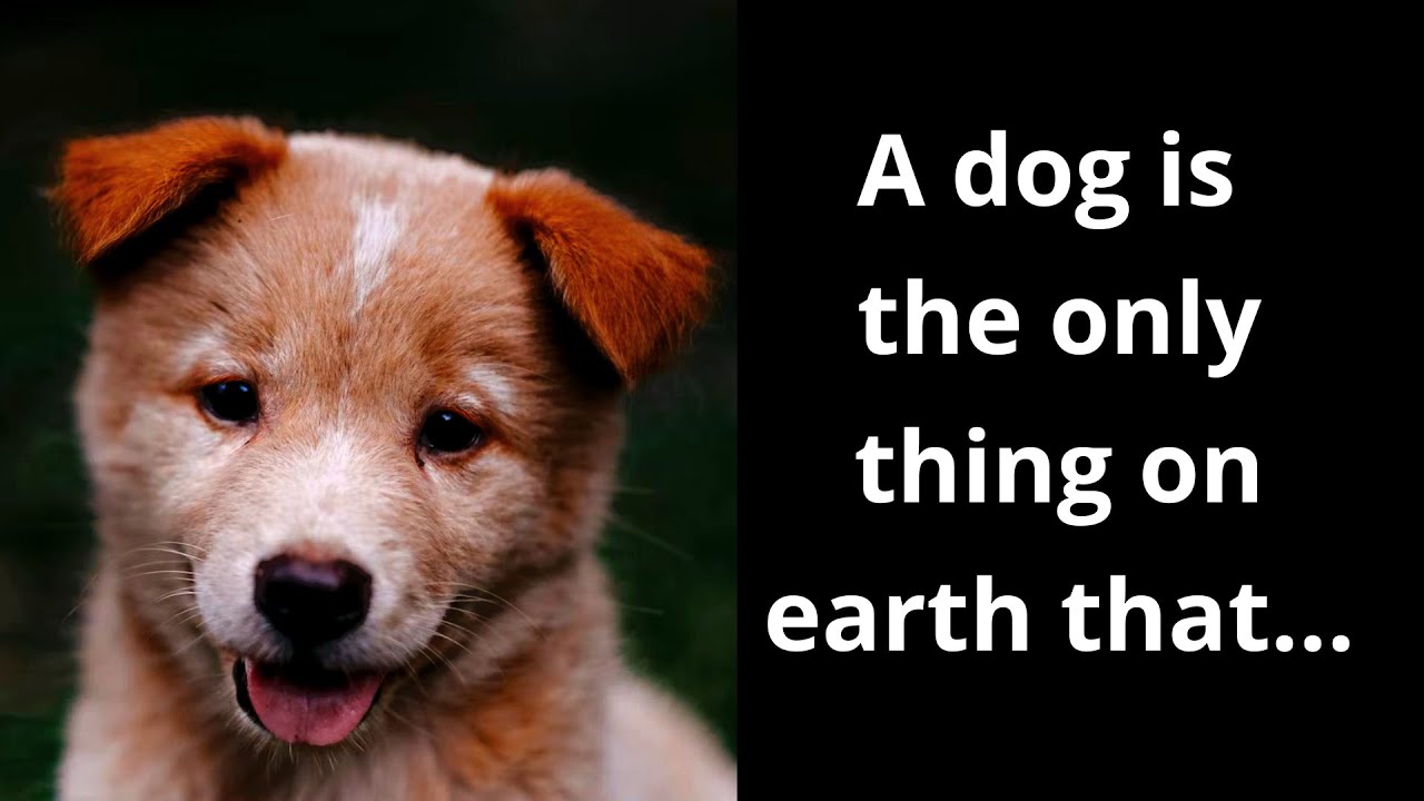 Inspirational Dog Quotes | Best Dog Quotes | International Dog Day Quotes