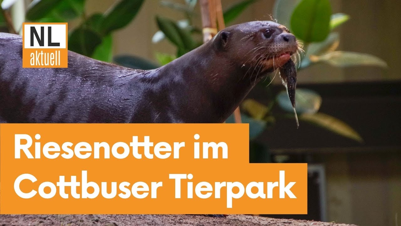 Cottbus | Riesenotter, Ringelschwanzmungos & Co.: Saniertes Raubtierhaus eröffnet