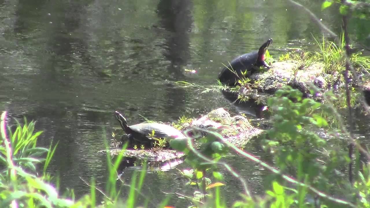 Pond Life