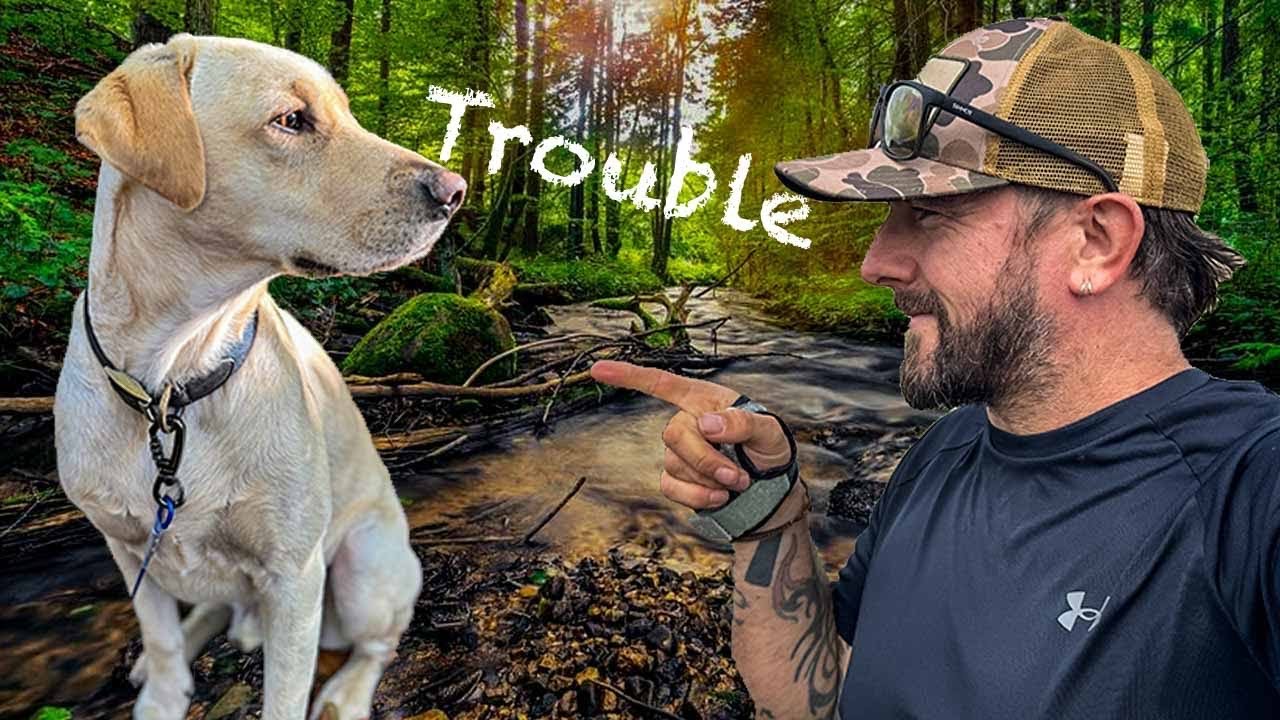 Дикий кемпинг Bushcraft | Мои собаки впервые