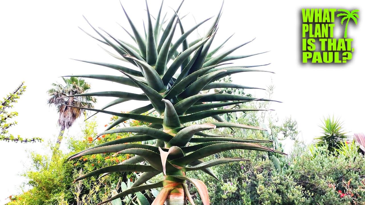 ALOE HERCULES ( Tree Aloe ) / It forms a TRUNK / Very Fast Growing