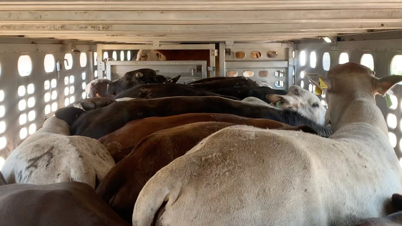 🐮 Subiendo 80 VACAS NECIAS a Jaula Ganadera
