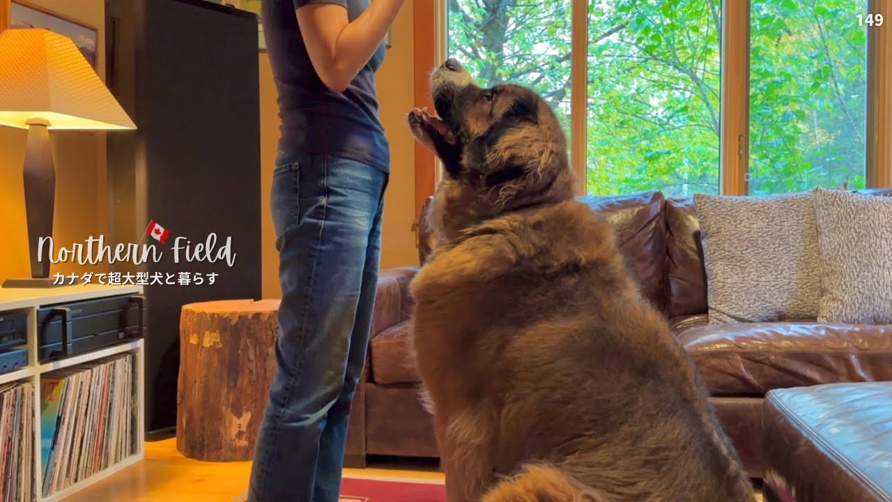 飼い主に黙って遊びに来る⁉︎ニューファンドランド犬｜超大型犬5頭で大騒ぎ