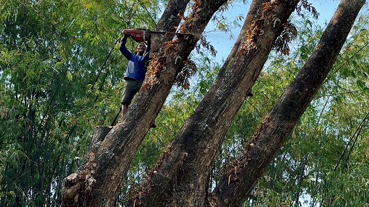Extreme... Cut down 2 rain trees in a very difficult location‼️