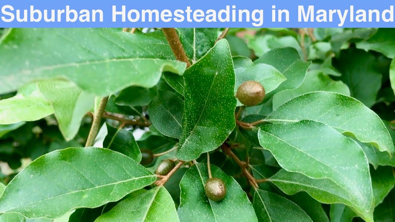 Suburban Homesteading in Maryland
