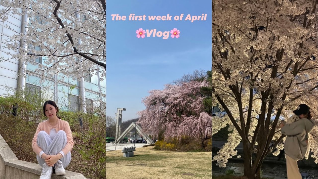 서울대 음대생 브이로그🎶 피아노과 일상🎹 서울대학교에서의 마지막 봄 기록🌸