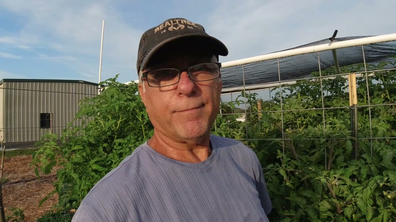 Self-pollinating vegetables Blossoms.