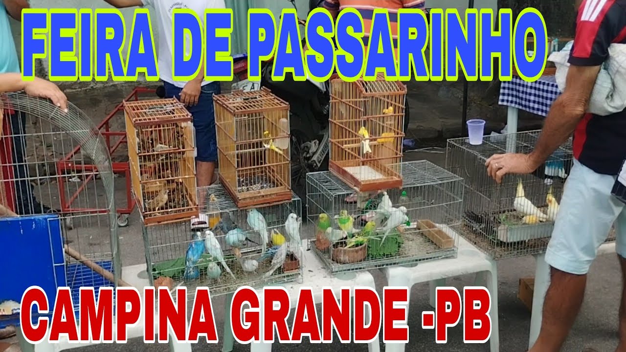 FEIRA DE PASSARINHO DE CAMPINA GRANDE -PB BAIRRO DA PRATA 01.06.25