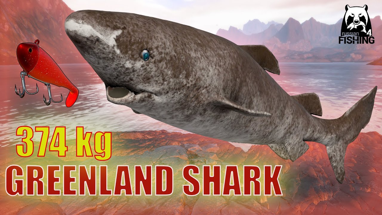 Russian Fishing 4 RF4 Norwegian Sea. GREENLAND SHARK 374kg