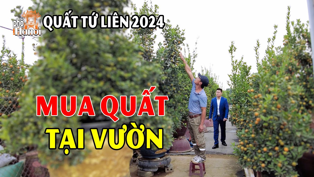 Đi Mua Quất Tứ Liên Tại Vườn Đón Tết 2024 Không Thể Không Để Tâm Điều Này #hnp