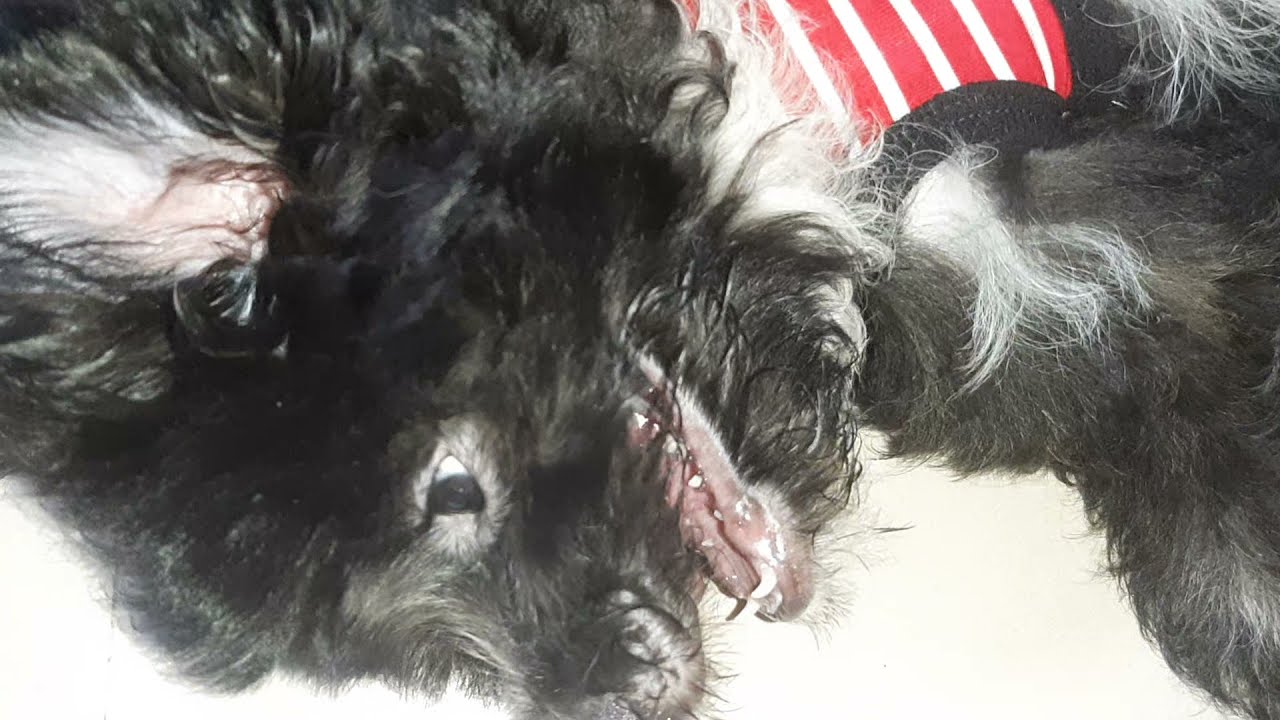 Shih-Poo Dog Breed | Our stress reliever, napakalambing | LENDYBUDZ TV