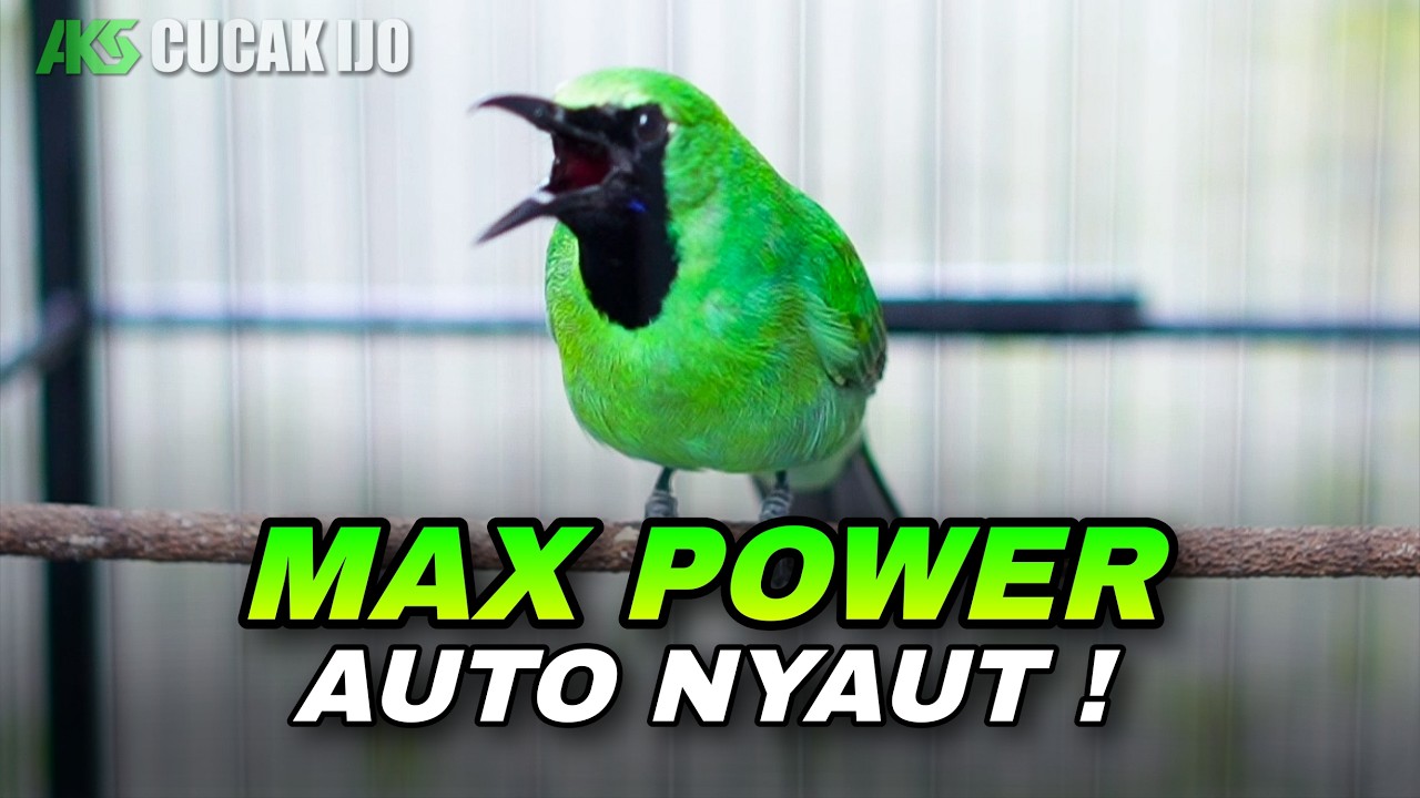 PANCINGAN CUCAK IJO GACOR FULL POWER AWAS NYAUT ! COCOK UNTUK DONGKRAK EMOSI IJO DEWASA