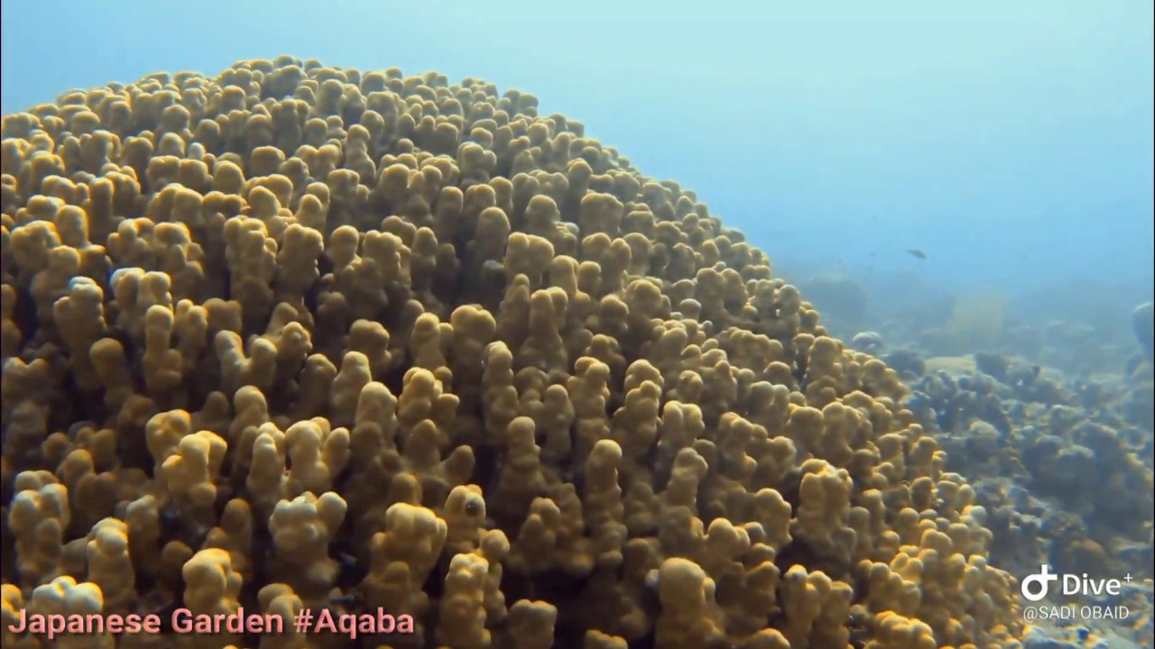 اروع المناظر في الحديقة اليابانية العقبة Diving in Japanese garden Aqaba