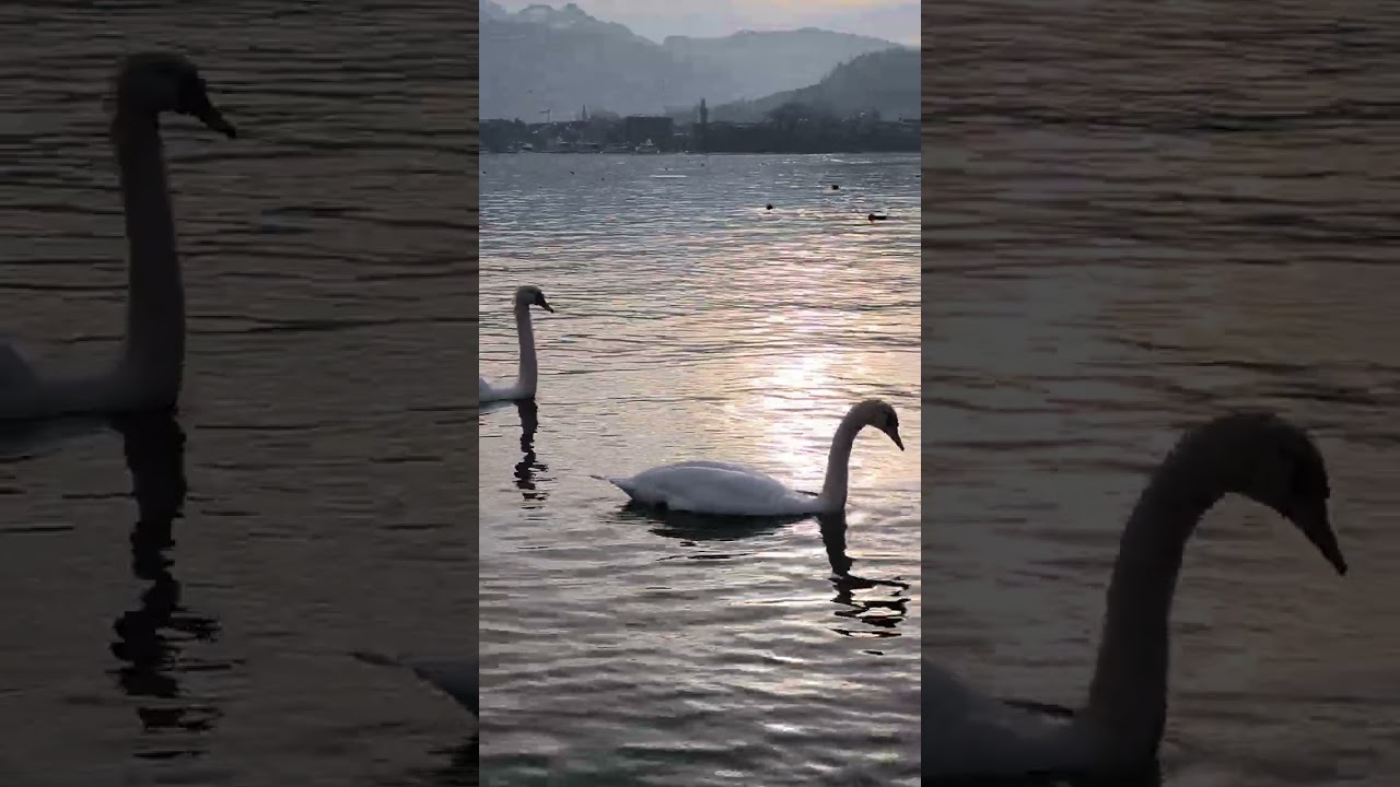 Harfe Harfenspieler Felix Widrig, Vierwaldstädter See Jungbrunnen Luzern Website Kontakt:siehe unten