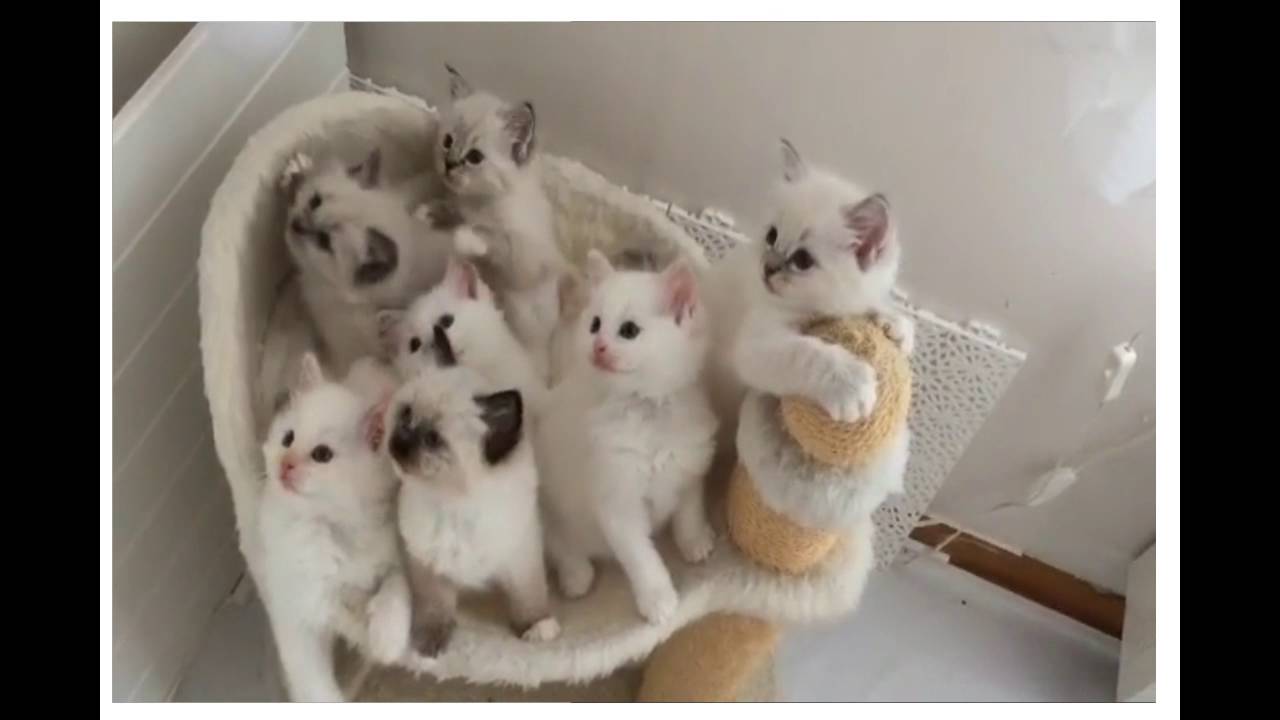 The Most Viral Videos 2016, Adorable Cat Expression Moment Compilation. Have You Seen It?