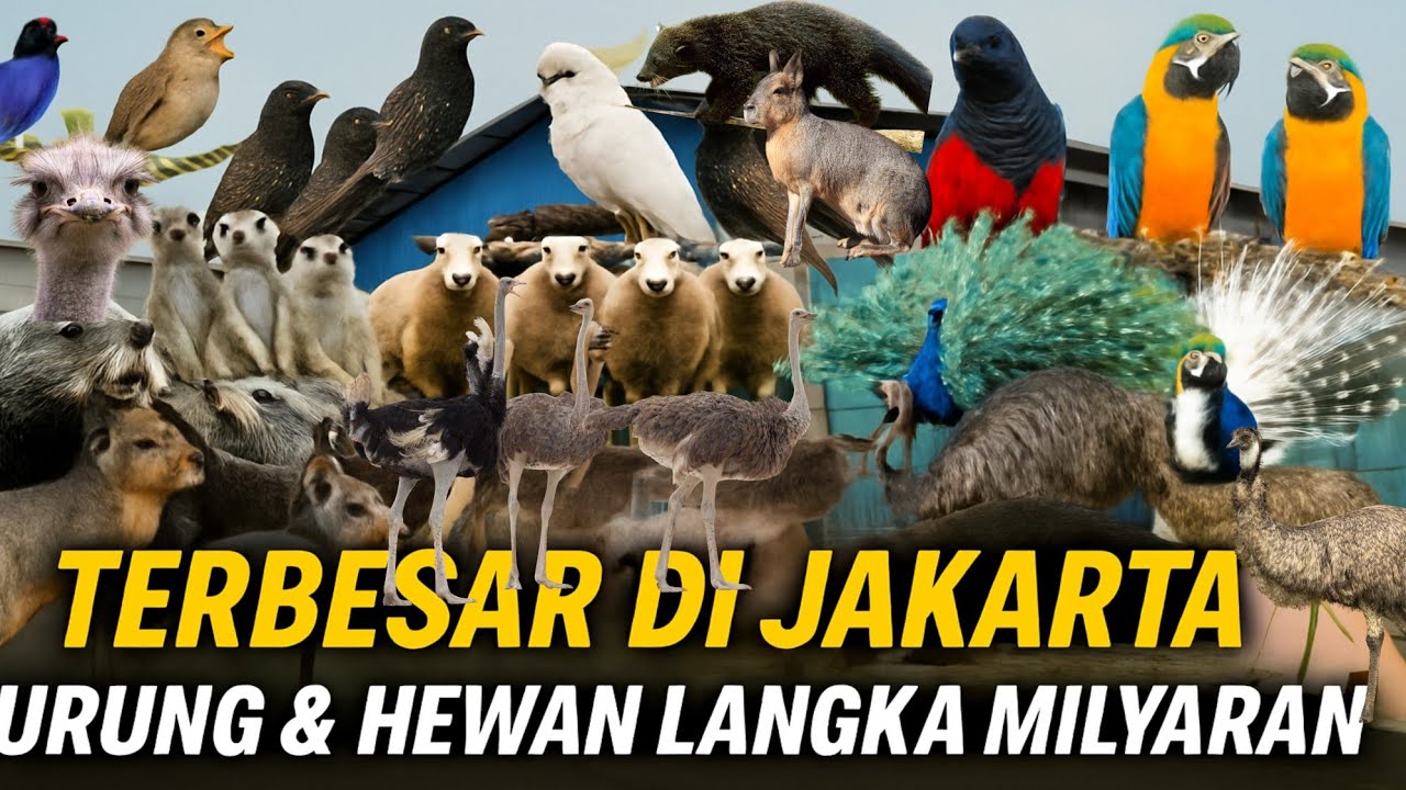 SIDAK‼️ GUDANG BURUNG & HEWAN LANGKA TERBESAR BERNILAI MILYARAN DI PASAR PRAMUKA