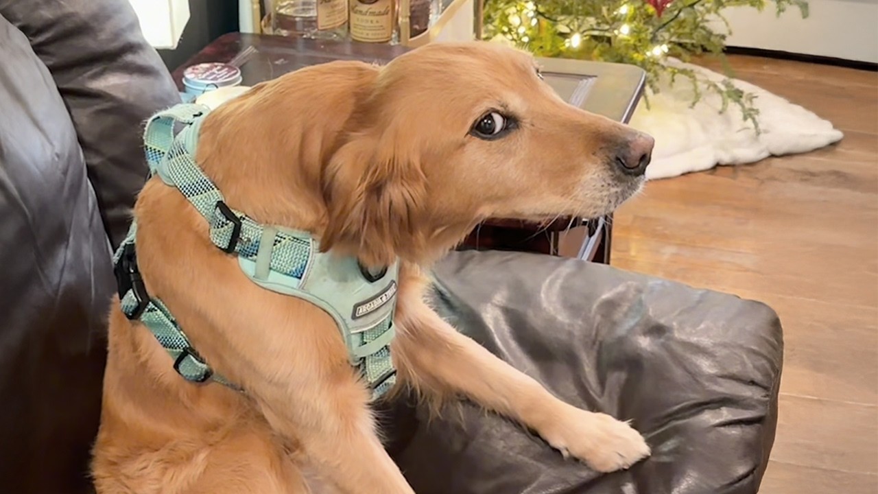 Dogs Being DRAMATIC for No Reason 🤣 Funny Dog Videos 2026