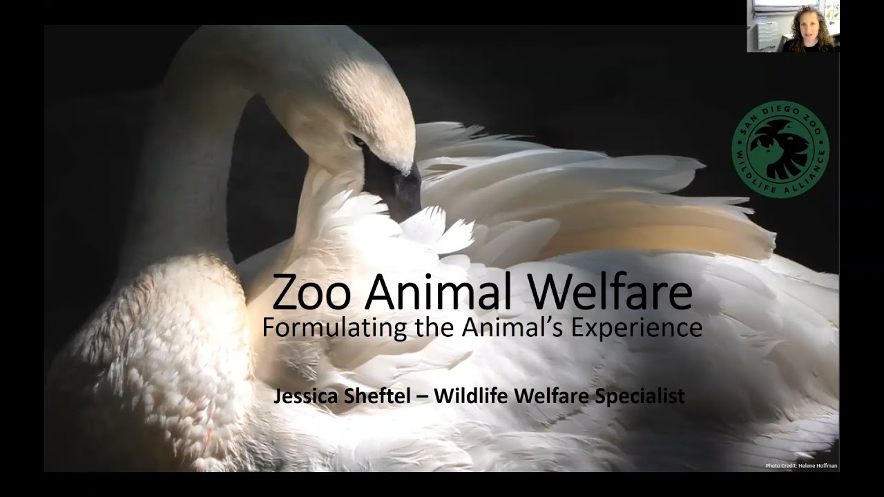 San Diego Zoo Wildlife Alliance Enriched Experiences