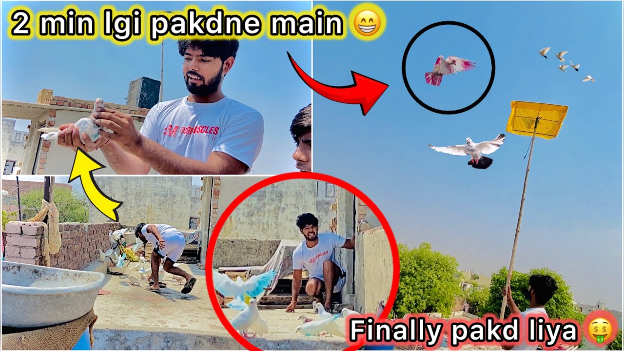2 min main pakda Kabutar 🤑 || Chatri per baitha new pigeon 🕊️