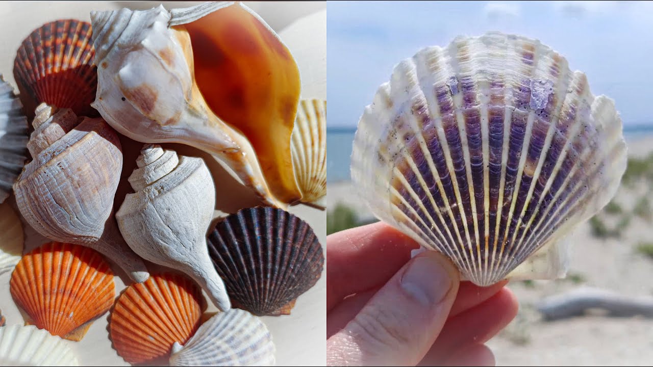 We found TONS of beautiful shells on Long Island's North Fork