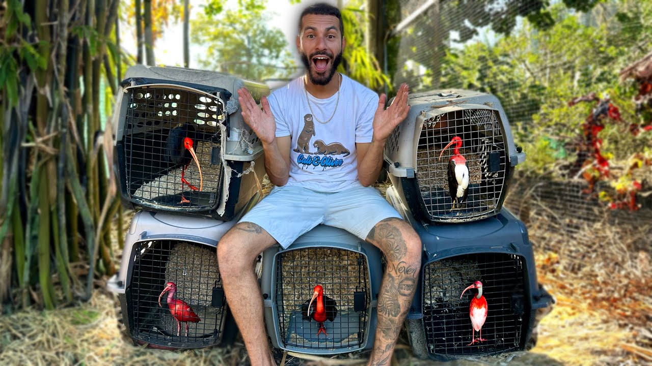 I Bought NEW BIRDS For My AVIARY!