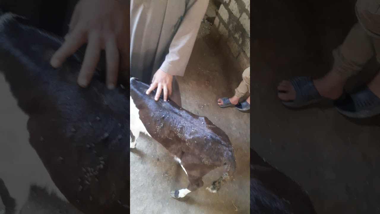 حالة إسهال فى عجل بقرى صغير diarrhea in young calf