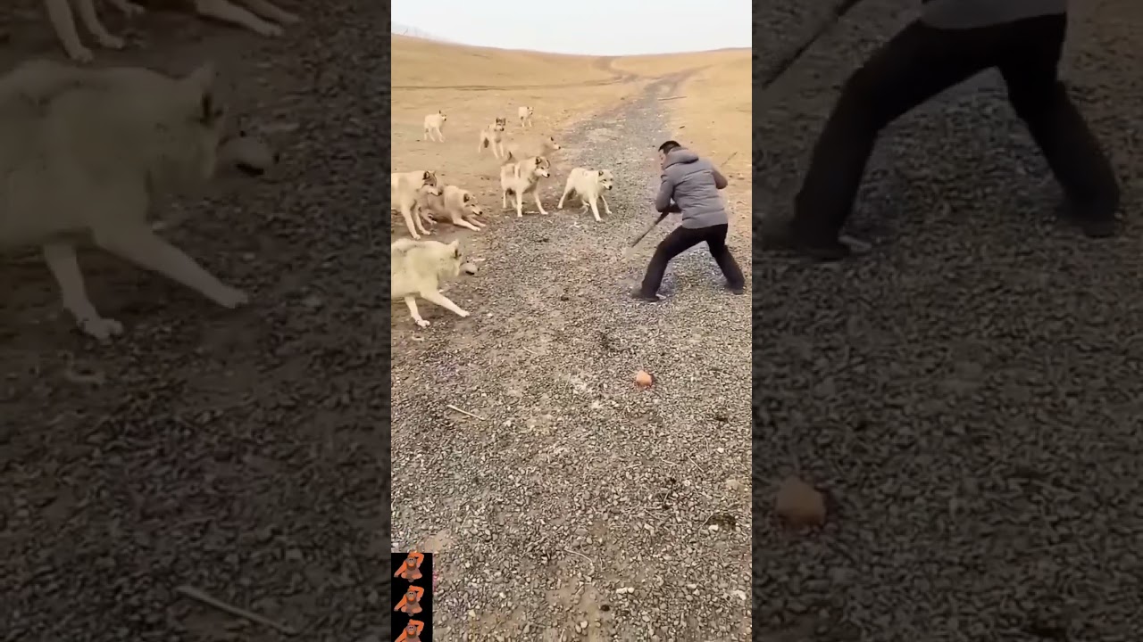 Wild Encounter #short  #trending