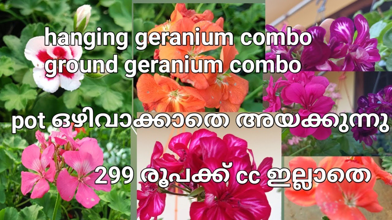 Hanging geranium combo Ground geranium combo കുറഞ്ഞ വിലയിൽ 
