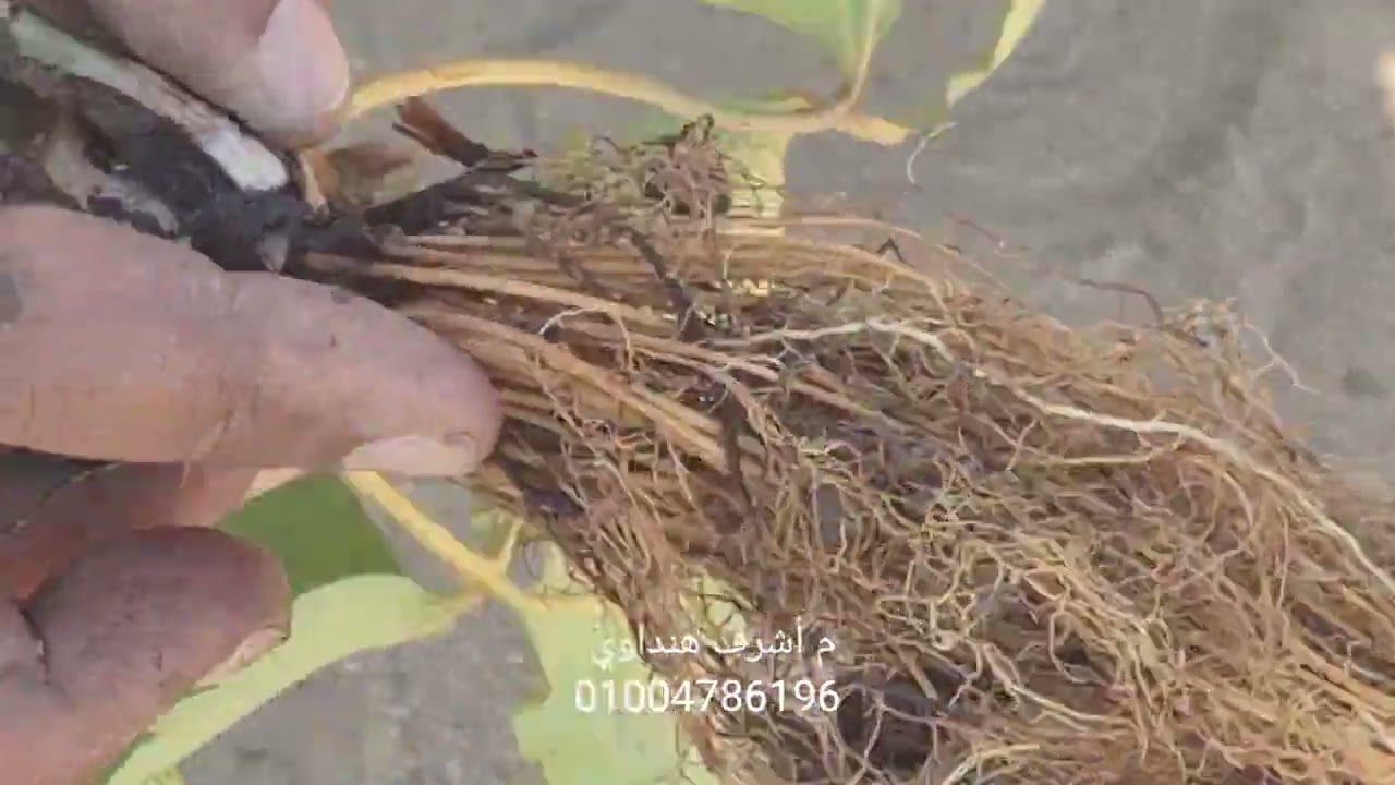 حرب شرسة بين العنكبوت الأحمر و الجذر الممتاز .. مين الفائز ؟  ارض رملية  فراولة الإنتاج 🍓 