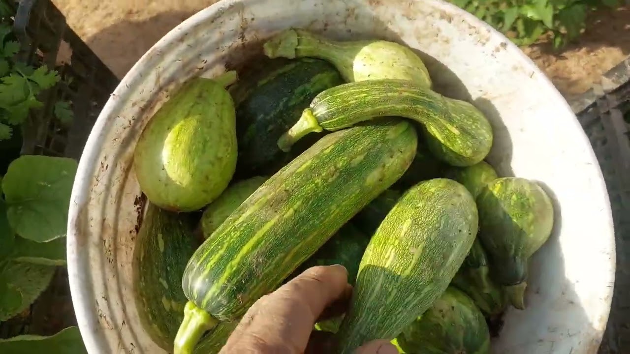 Vean toda las verduras que cosechamos en las parcela