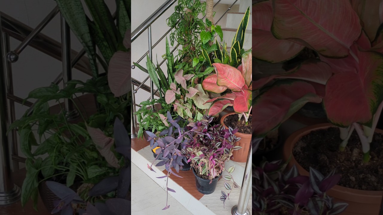 How to Keep Your Balcony Garden Clean Easy Tips #yt #shorts  #youtubeshorts #balconygarden #cleaning