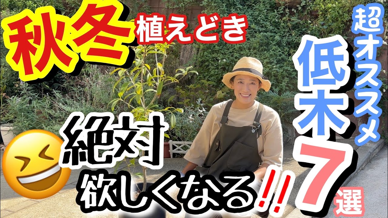 【低木シュラブ】秋冬（春も）が植えどき☝️私がオススメする低木7選 / 実際に育ててみてどう？/ 三大〇〇に、世界ベストセラー〇〇に、一般種の1/20の樹高の〇〇に、奇跡の〇〇など【ガーデニング】