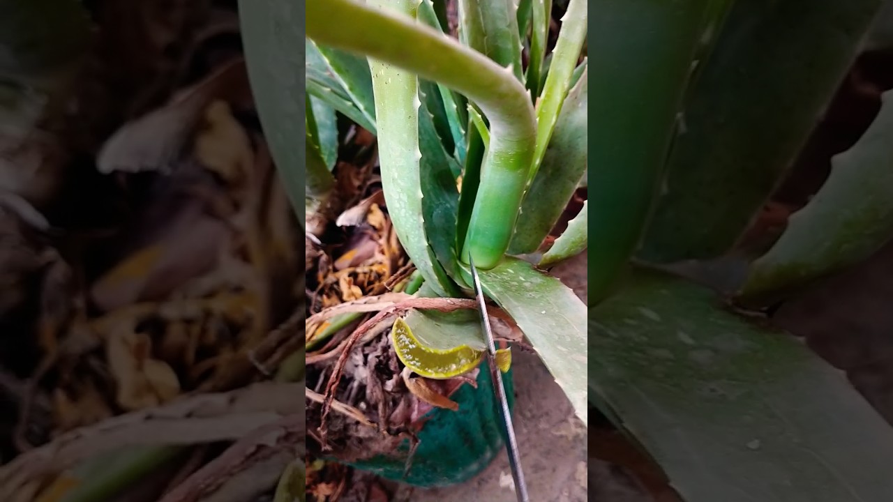 Precious source of homemade aloe vera gel#aloevera#shorts#aloeveracare#fypシ゚viral#aloe#viral