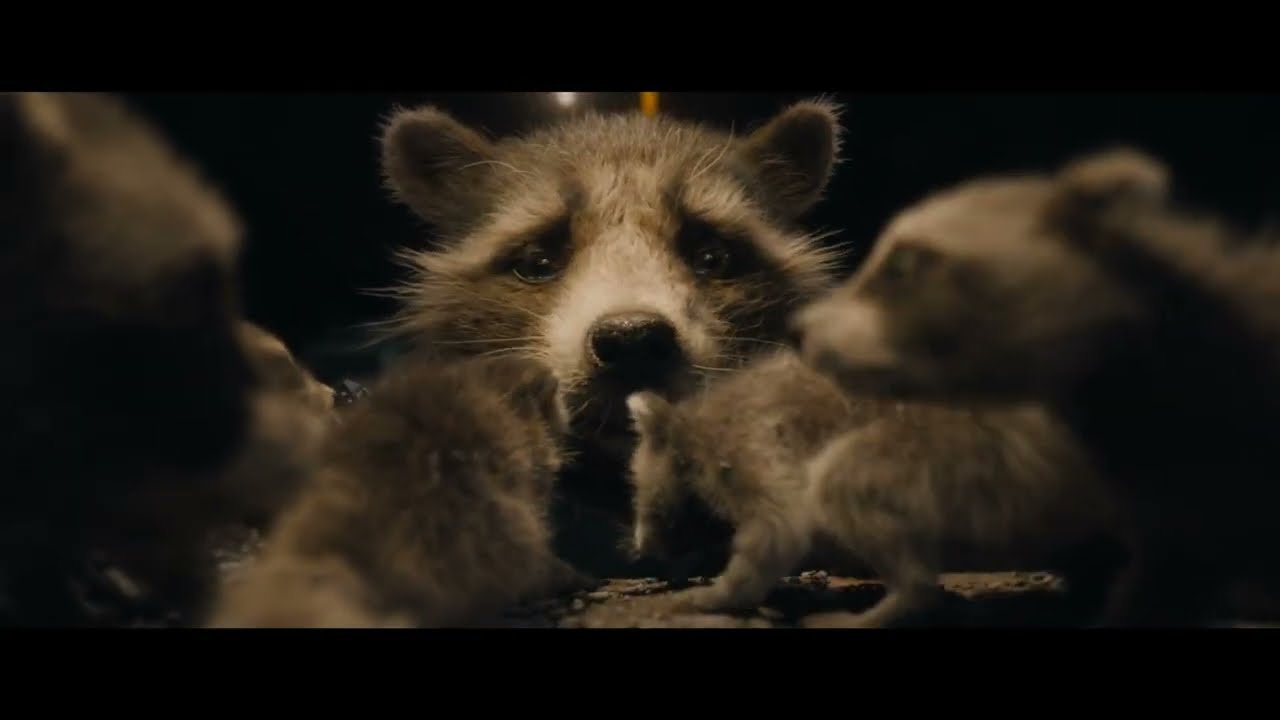 Rocket Discovers he is a Raccoon - Guardians of the Galaxy 3 Clip HD