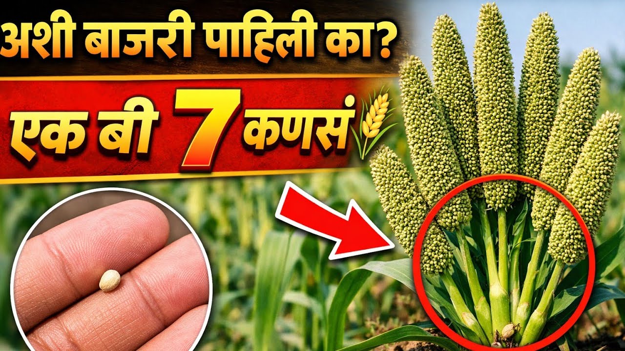  उन्हाळी हंगामातील पंचगंगा बाजरीचा जबरदस्त प्लॉट | उत्पादन किती येईल?