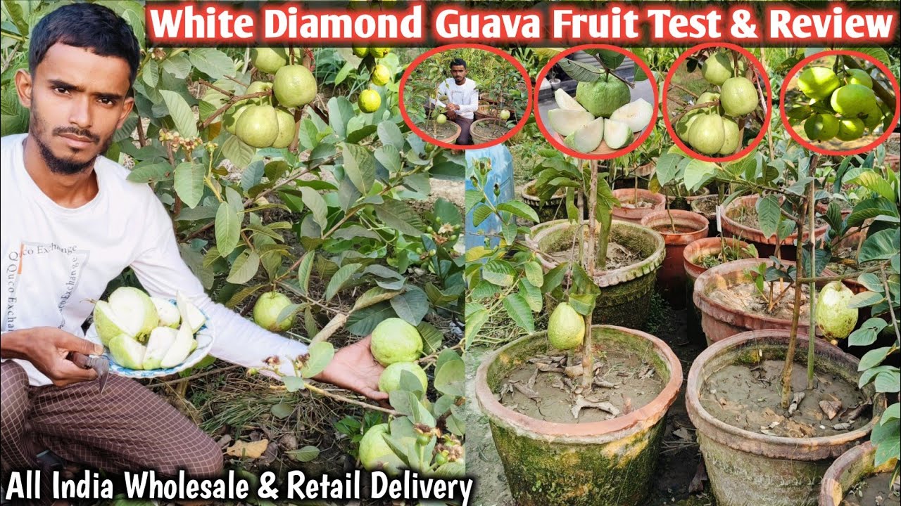 White Diamond Guava & 15 veriety guava in one video
