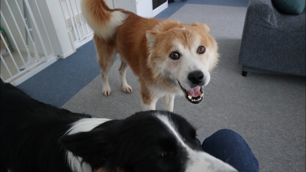 気付いたら甘えん坊になり過ぎてストーカーになりつつある犬