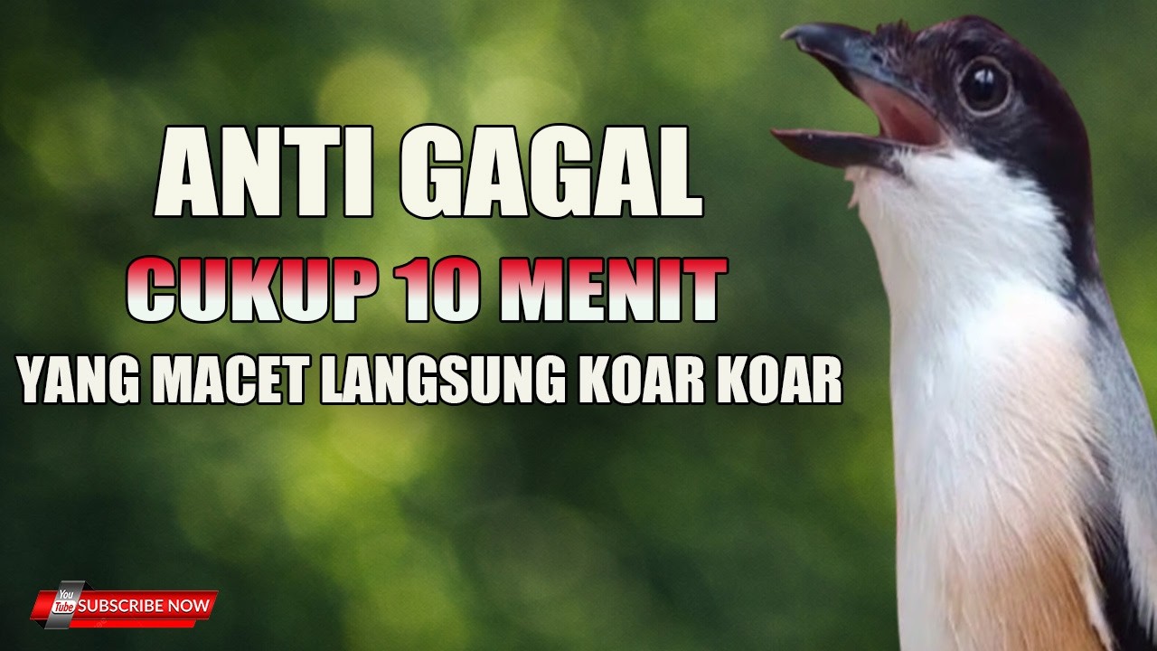 PANCINGAN CENDET ANTI GAGAL - YANG MACET PASTI LANGSUNG KOAR KOARR