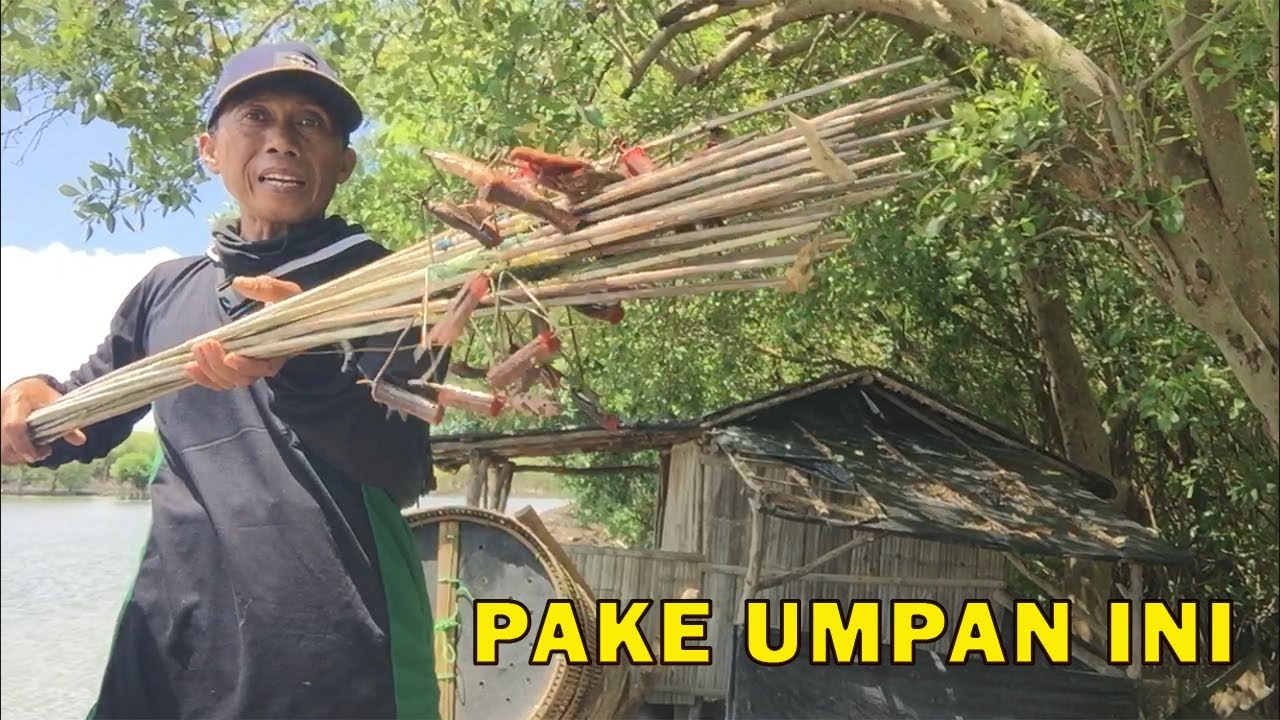 MANCING KEPITING PAKE UMPAN INI DIJAMIN AWET DAN DAPAT KEPITINGNYA