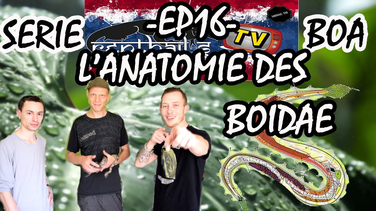 -Série Boa-Ep16 Anatomie et Super Pouvoirs des Boidae Part5 [FIN]