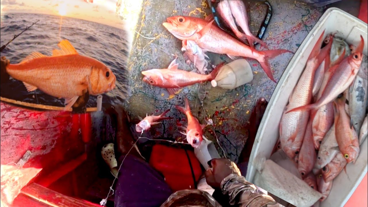 QUEEN SNAPPERS FROM DUSK TO DAWN 