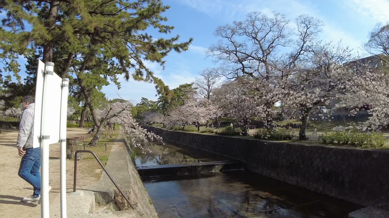 Walking Shukugawa Park, Hyogo Japan - 1020p 60fps
