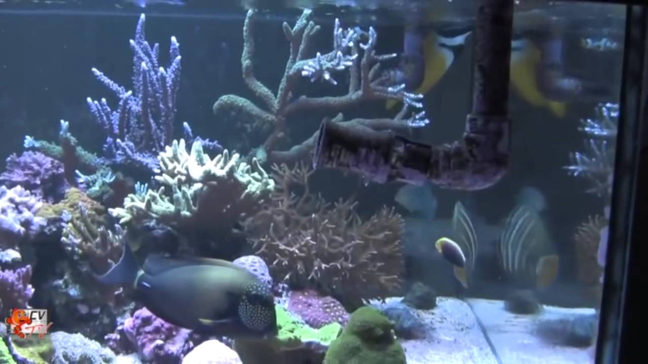 Maxspect Riptide Gyre Generator
