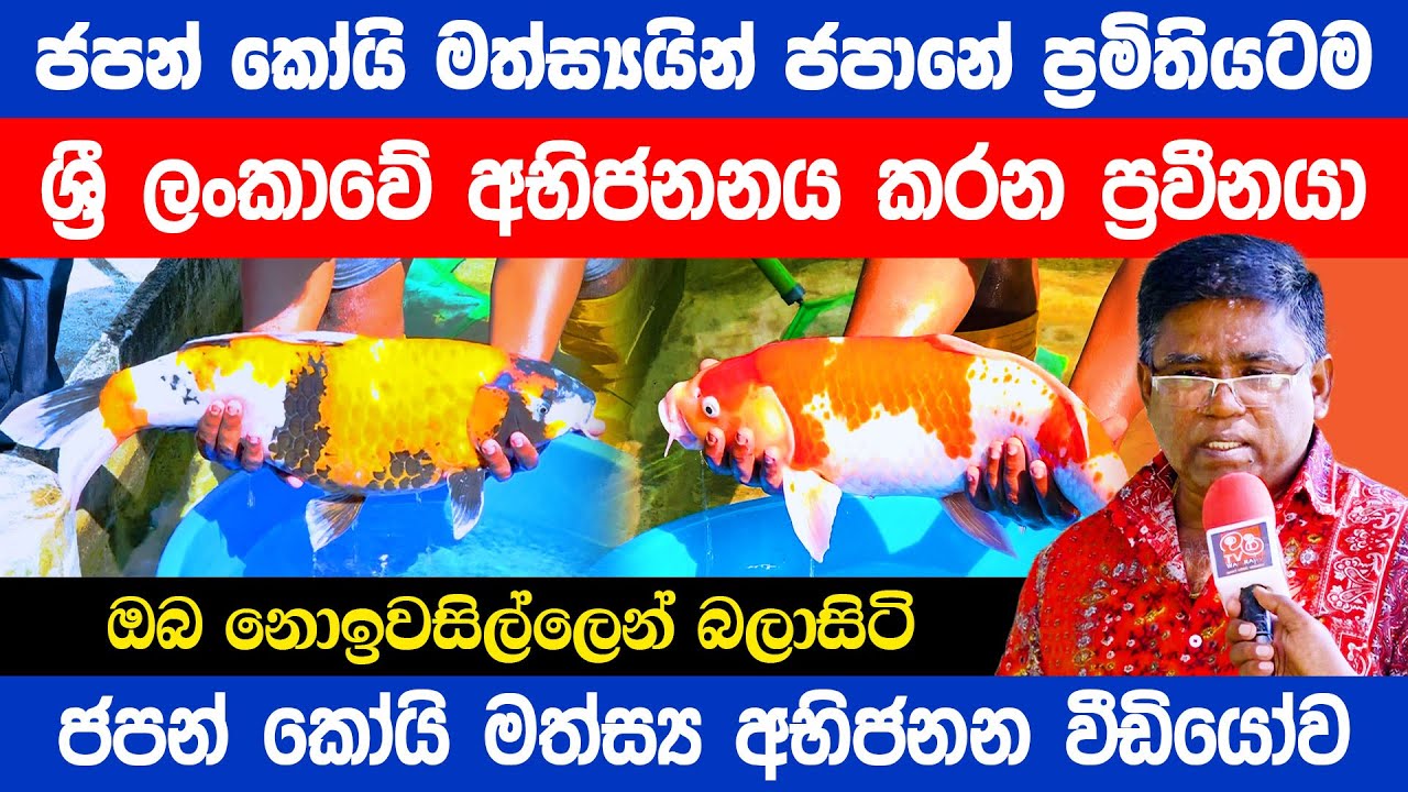 Japanese Koi Carp Fish Breeding Ultimate Guide in Sinhala - Koi Fish Farm Sri Lanka