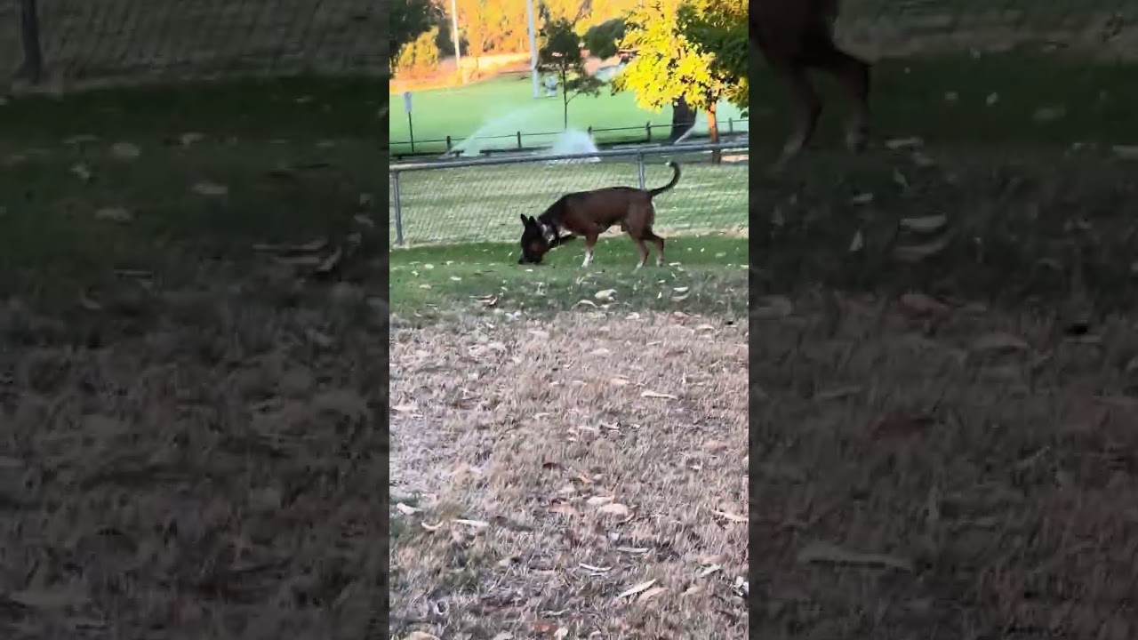 Neo is back to his park after a few days staying at home 