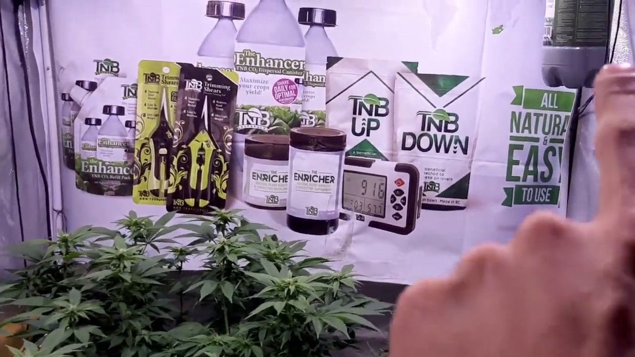 Intents Growing Grow Tent Update Super Silver Haze CBD Nepal Kush    Indoor Cannabis grow