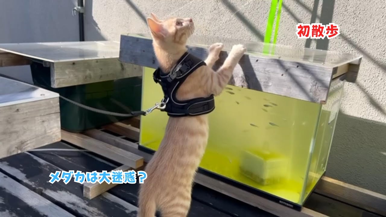 【初散歩！】ハーネスをつけてベランダ散歩　自分の足で「初めて」部屋の外に出た茶太と花　お正月の我が家とにゃんプロもお届け！