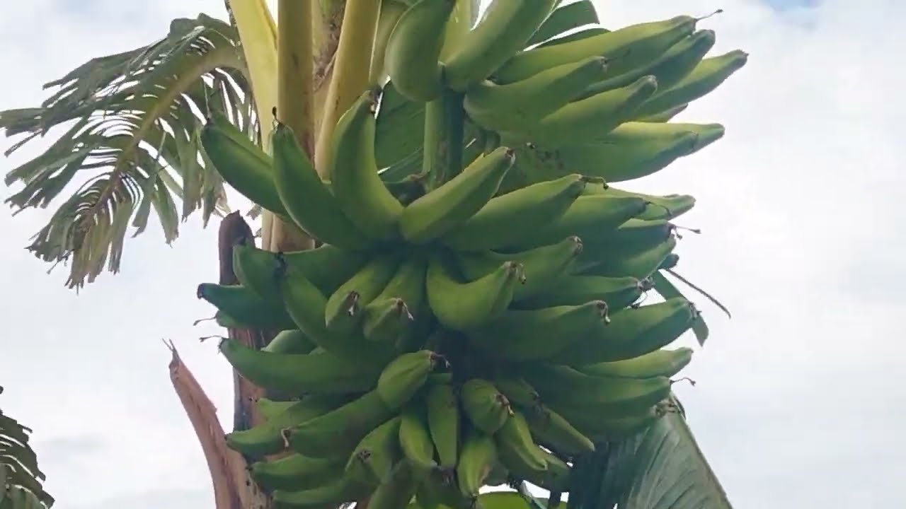 Budidaya pisang..di babatan